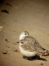 Nobuto's Fine Photo Find: WESTERN SNOWY PLOVER