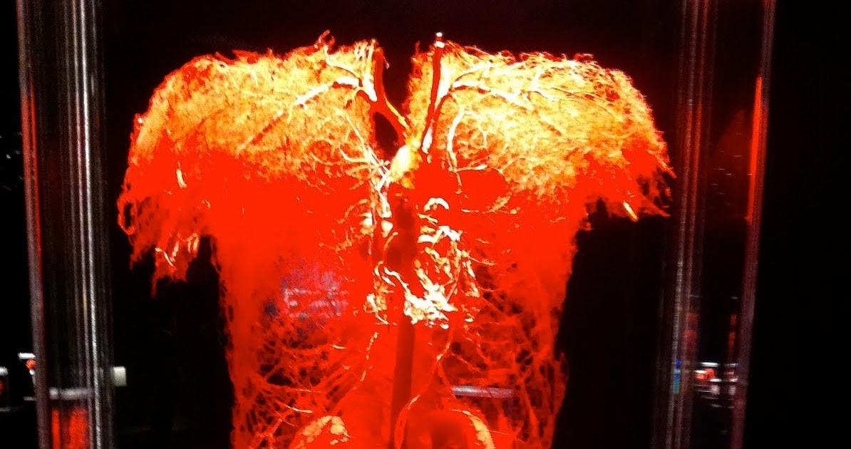 NYC Travelogue: Body Exhibit