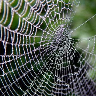 [teia+de+aranha.jpg]