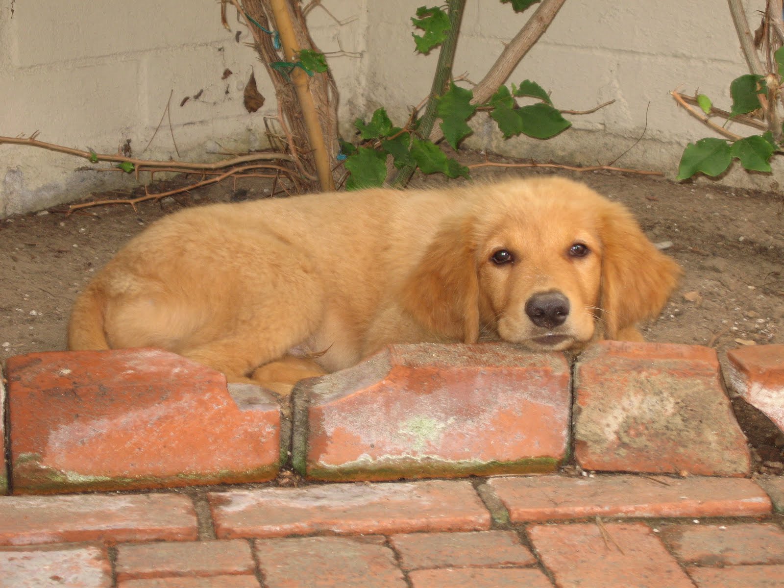 5 Steps to a Cuddly Puppy DogZenergy