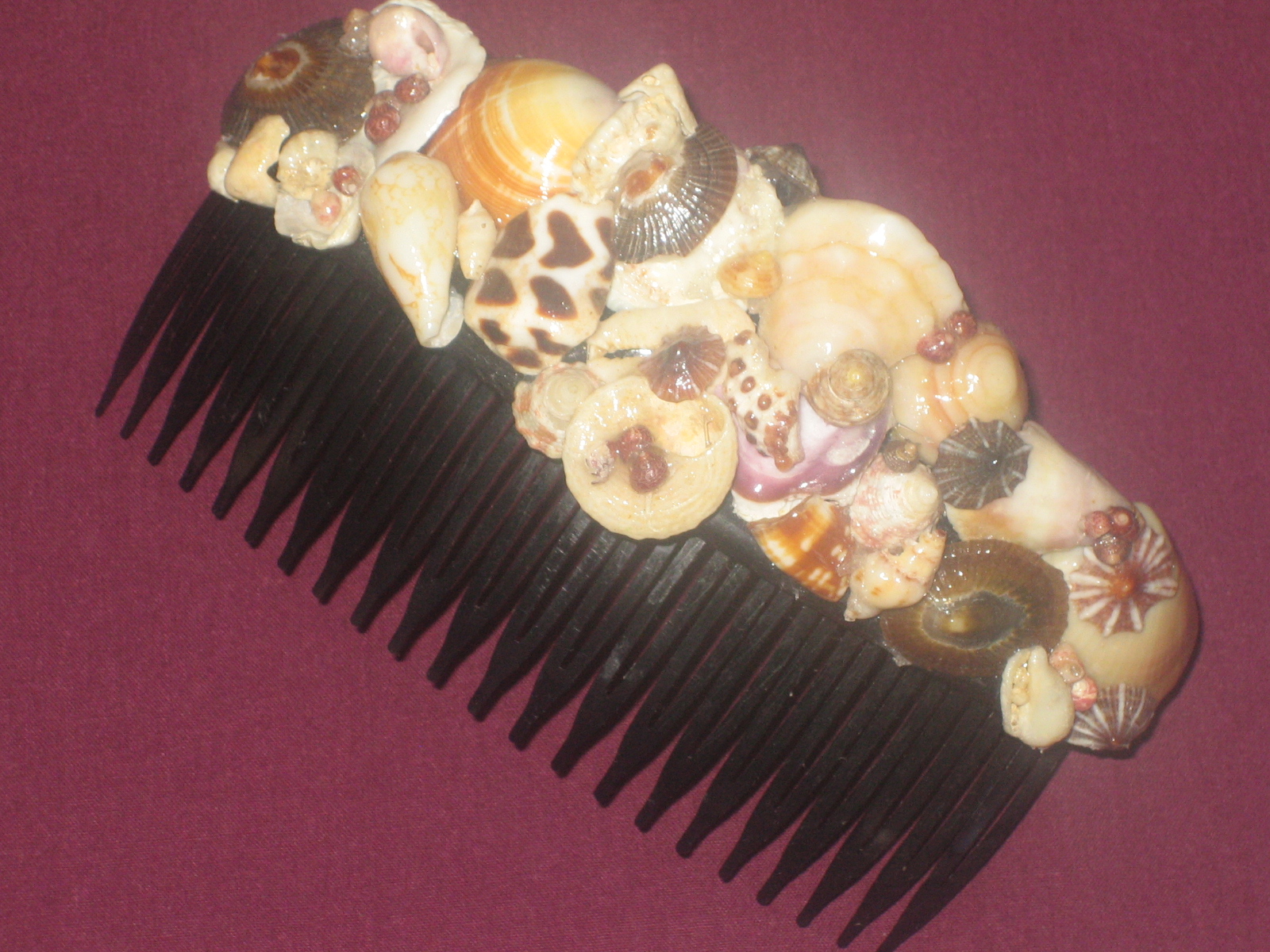 [ShellComb.JPG]