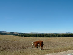 Just Crossed the Road to Cody