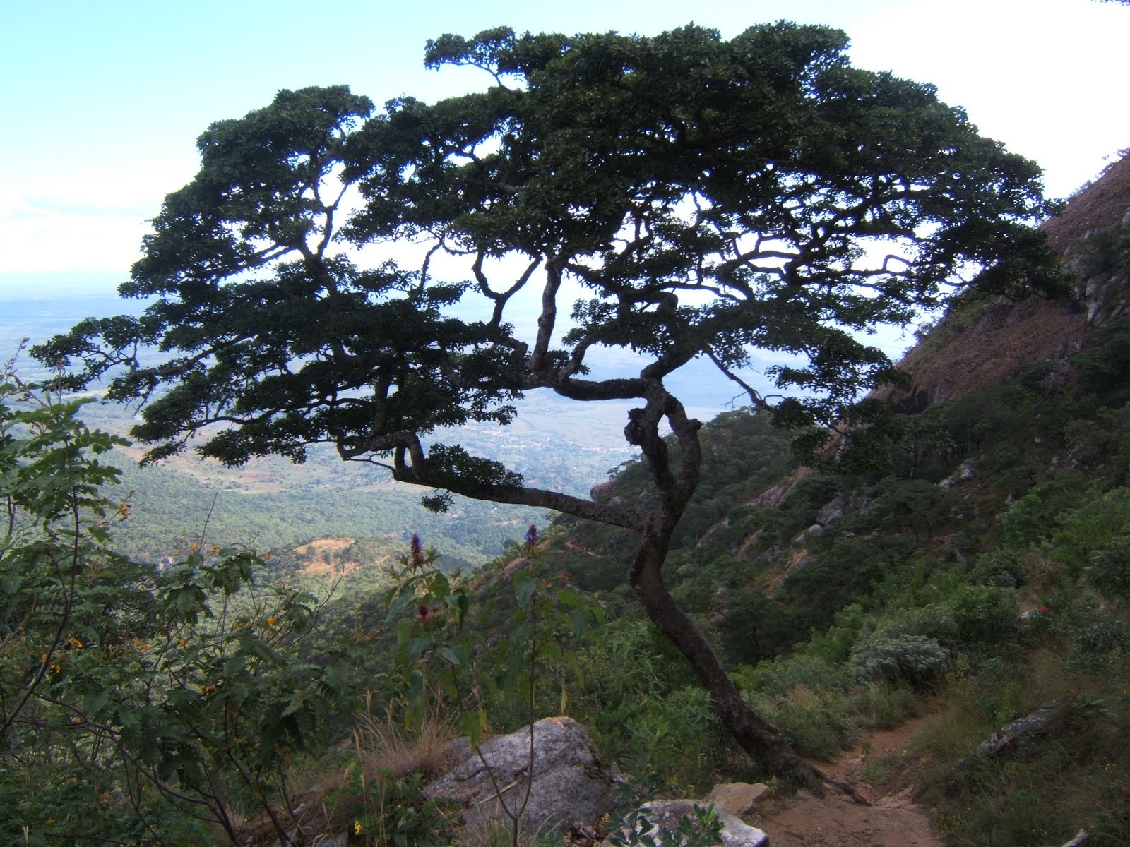 Mulanje Cedar