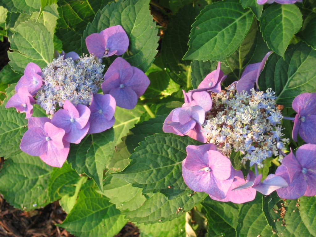 [IMG_2663.JPG]