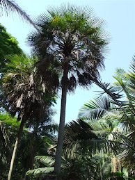 Palmeira trinax