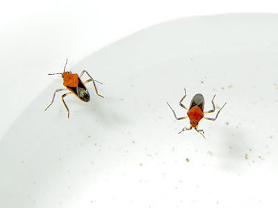 water bugs quite groups found lot 2009
