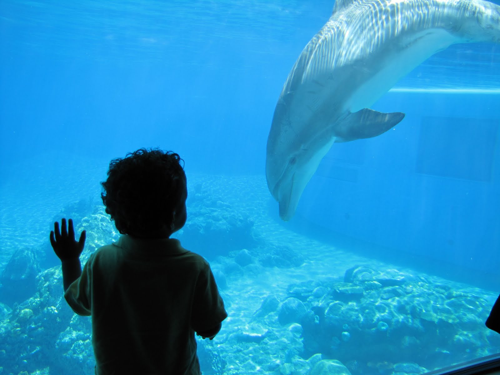 Dolphin Habitat Pictures