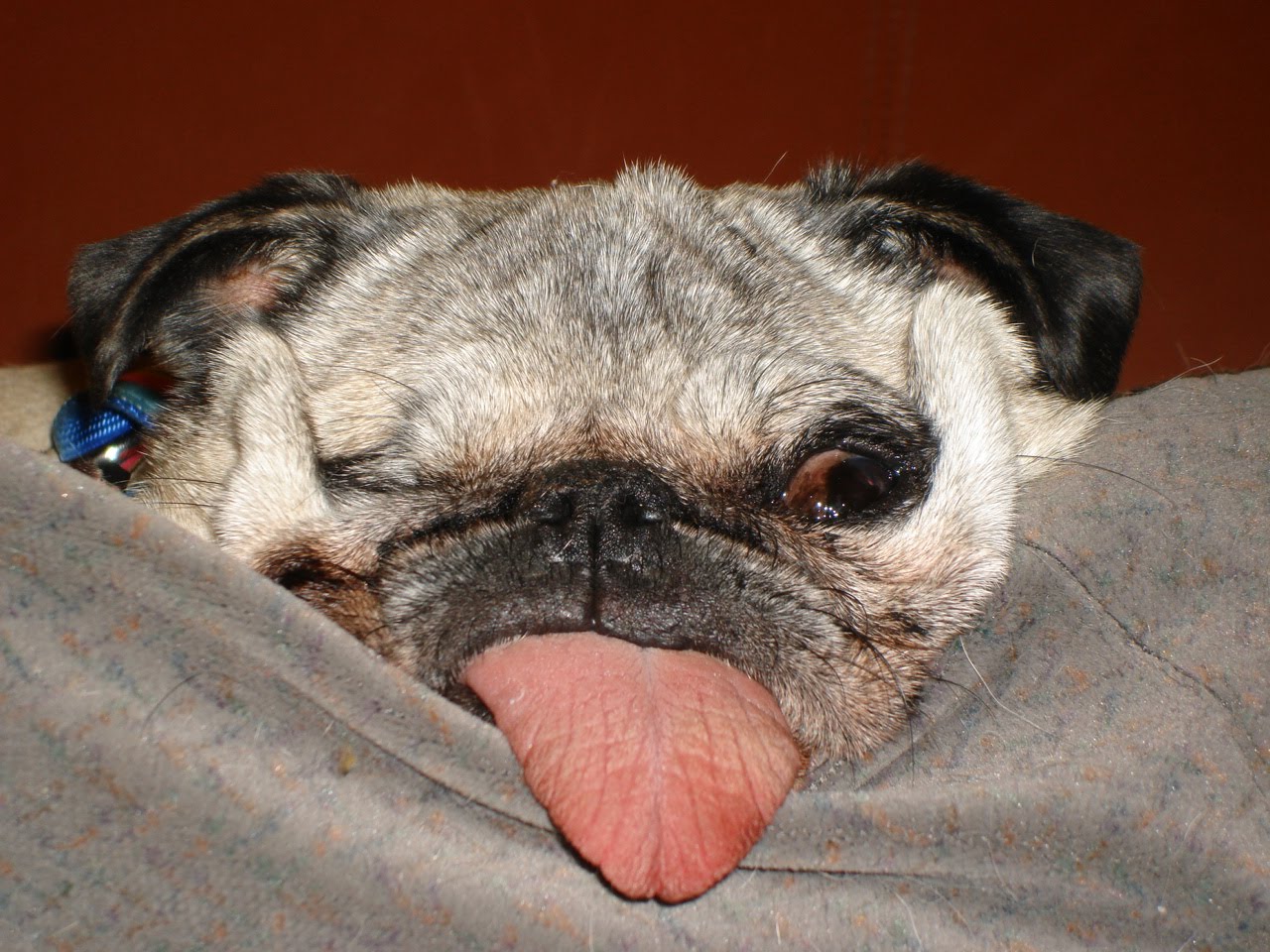 Rugs and Pugs One Feisty Broad!