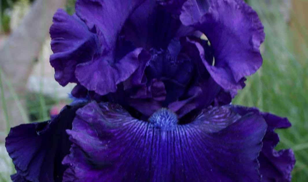 The Gardens of Petersonville If Your Iris Won't Bloom