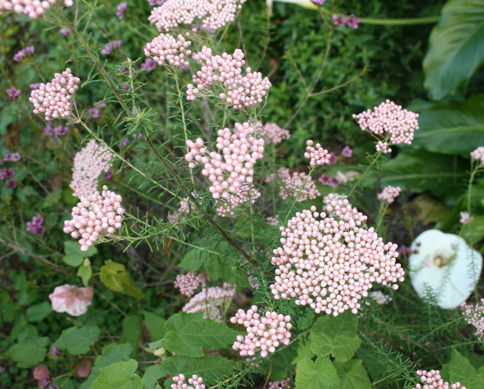The Gardens of Petersonville Rice Flower Plant