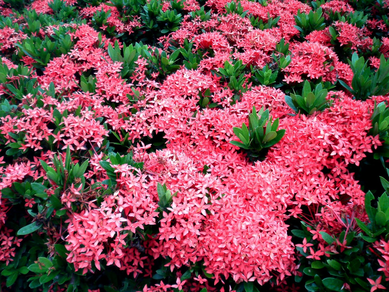 Ixora Sunkist