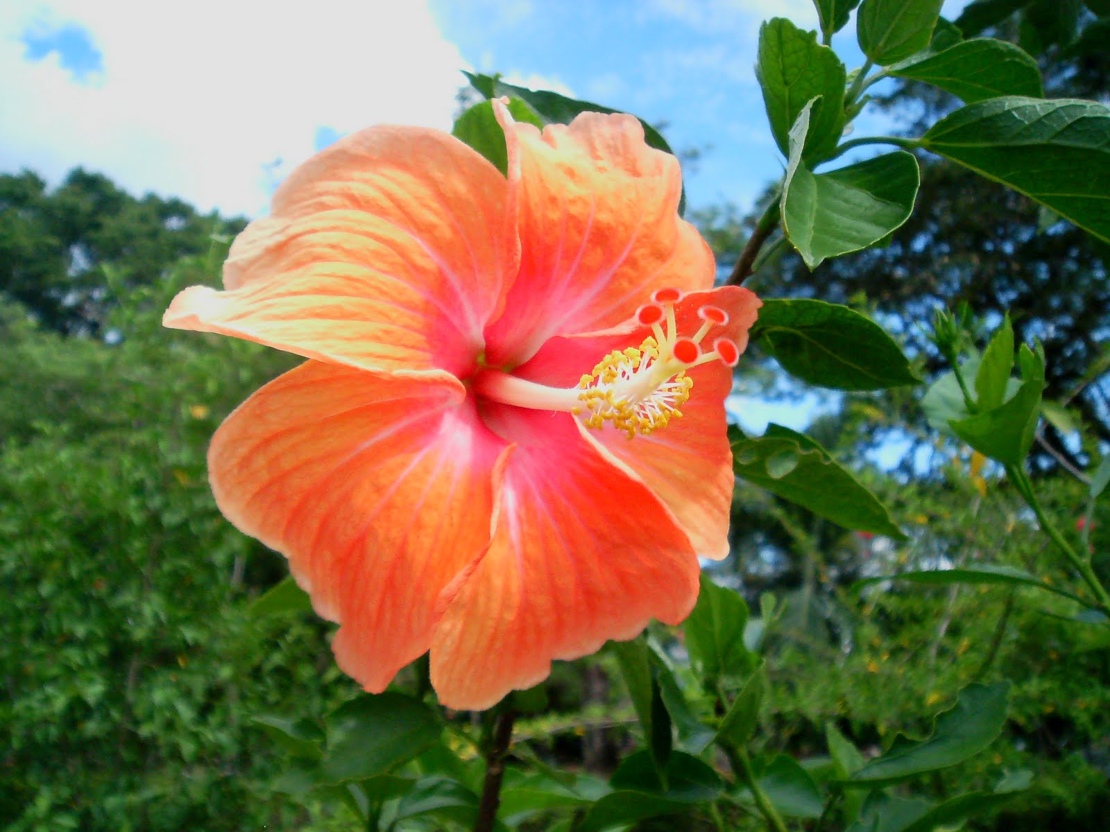 Laman Kambatik Plants list (3rd ed.) Hibiscus hybrid flowers
