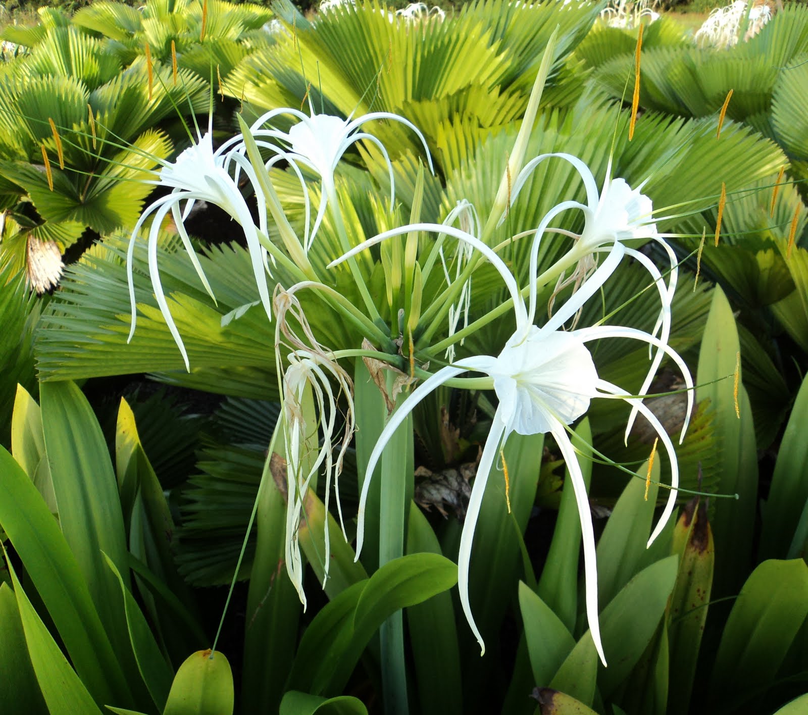 spider lilies plant