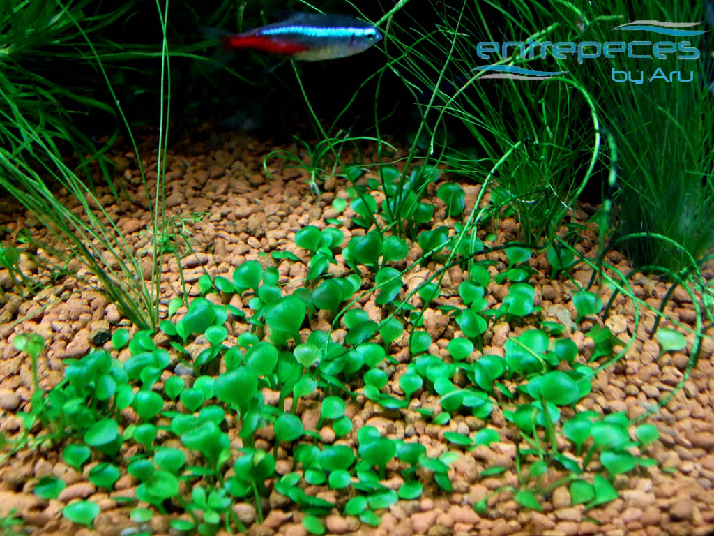 marsilea+crenata2.jpg