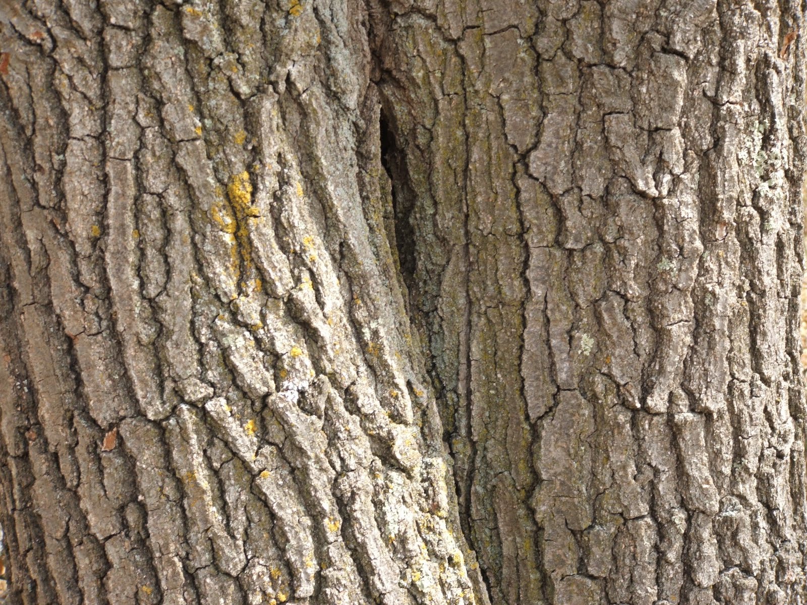 oak+tree+bark+1.jpg (1600×1200) Theatre Makeup! Pinterest
