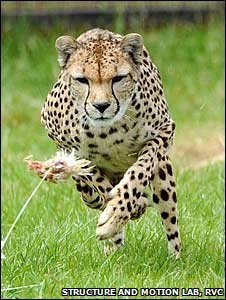 [cheetah.jpg]