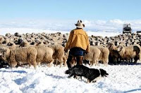 he grew up in a sheep ranching