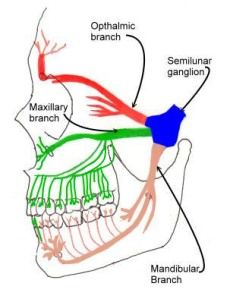 Trigeminal branches