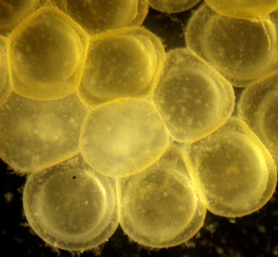goldfish eggs hatching. A closer look at a dead egg