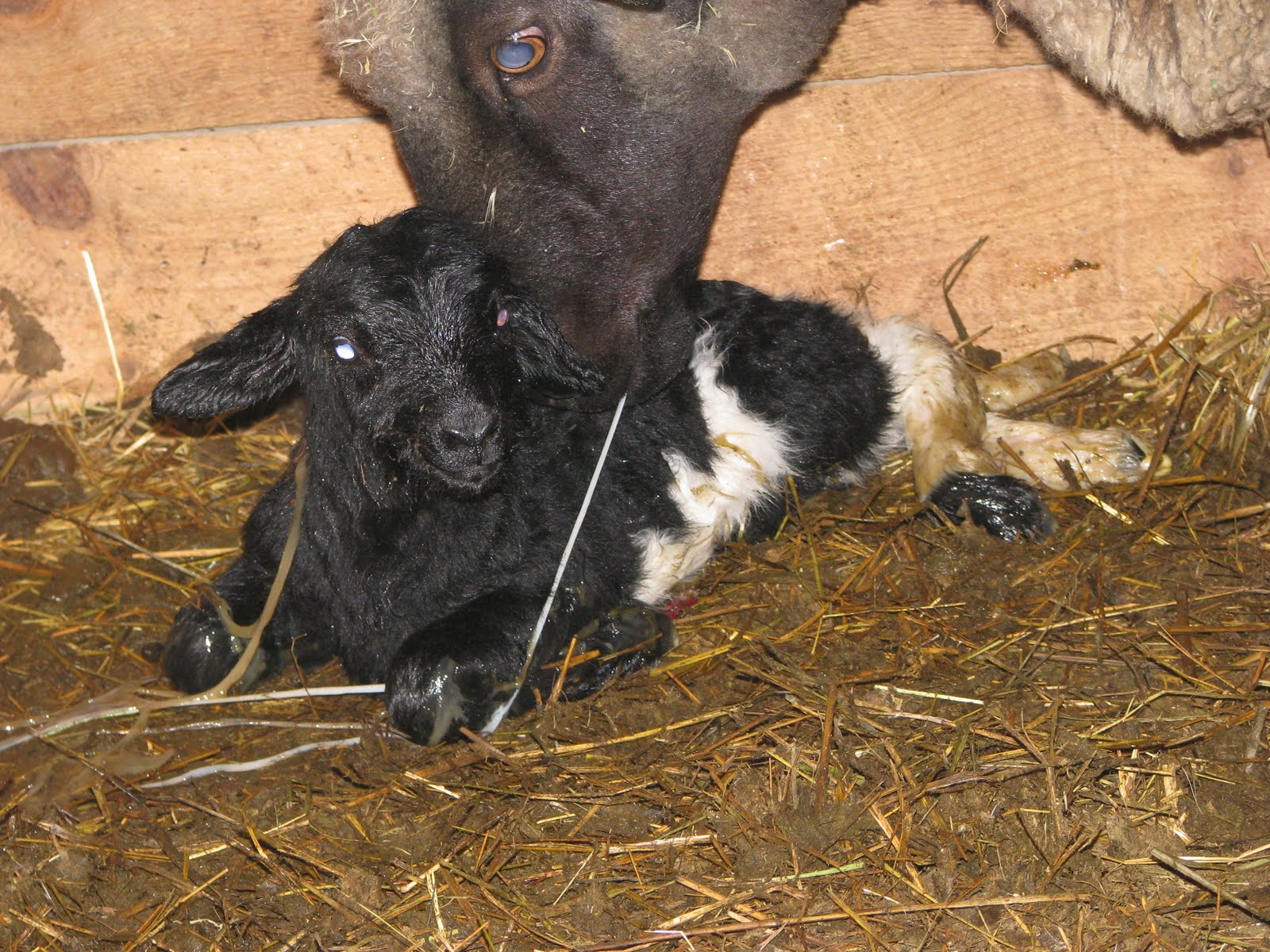 Lamb Being Born