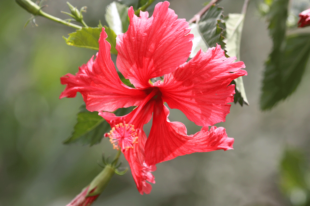 Plants in Egypt Nile walk flowers and trees