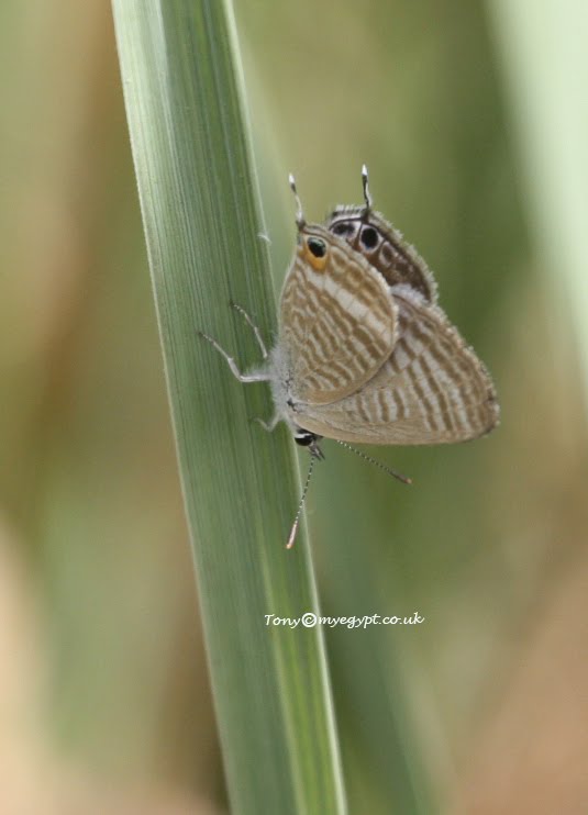 Butterflies,fish and Insects of Egypt bugs in may