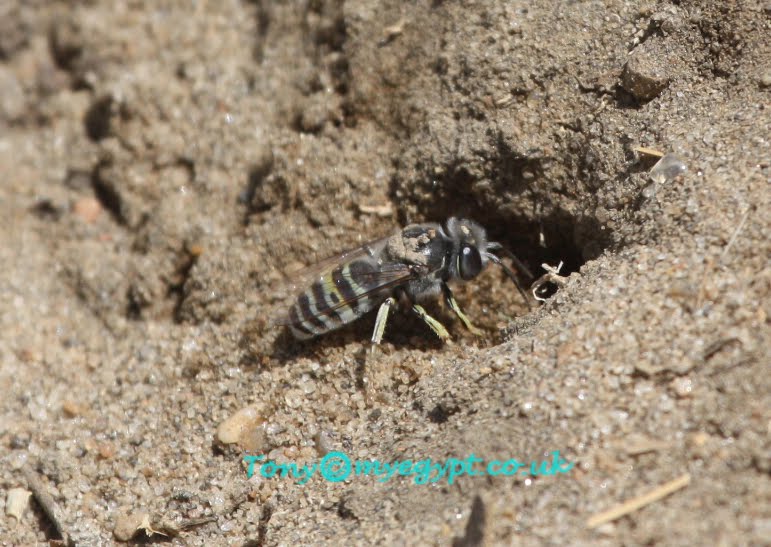 Butterflies,fish and Insects of Egypt bugs, bees and butterflies