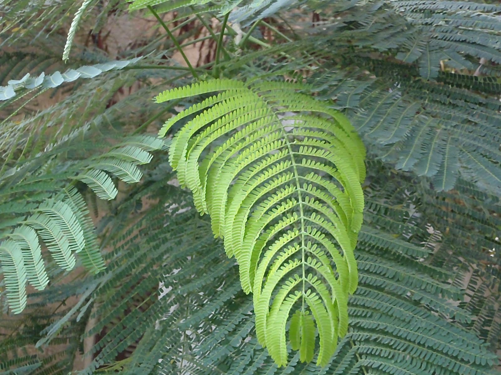Plants in Egypt PLANTS IN ALEXANDRIA