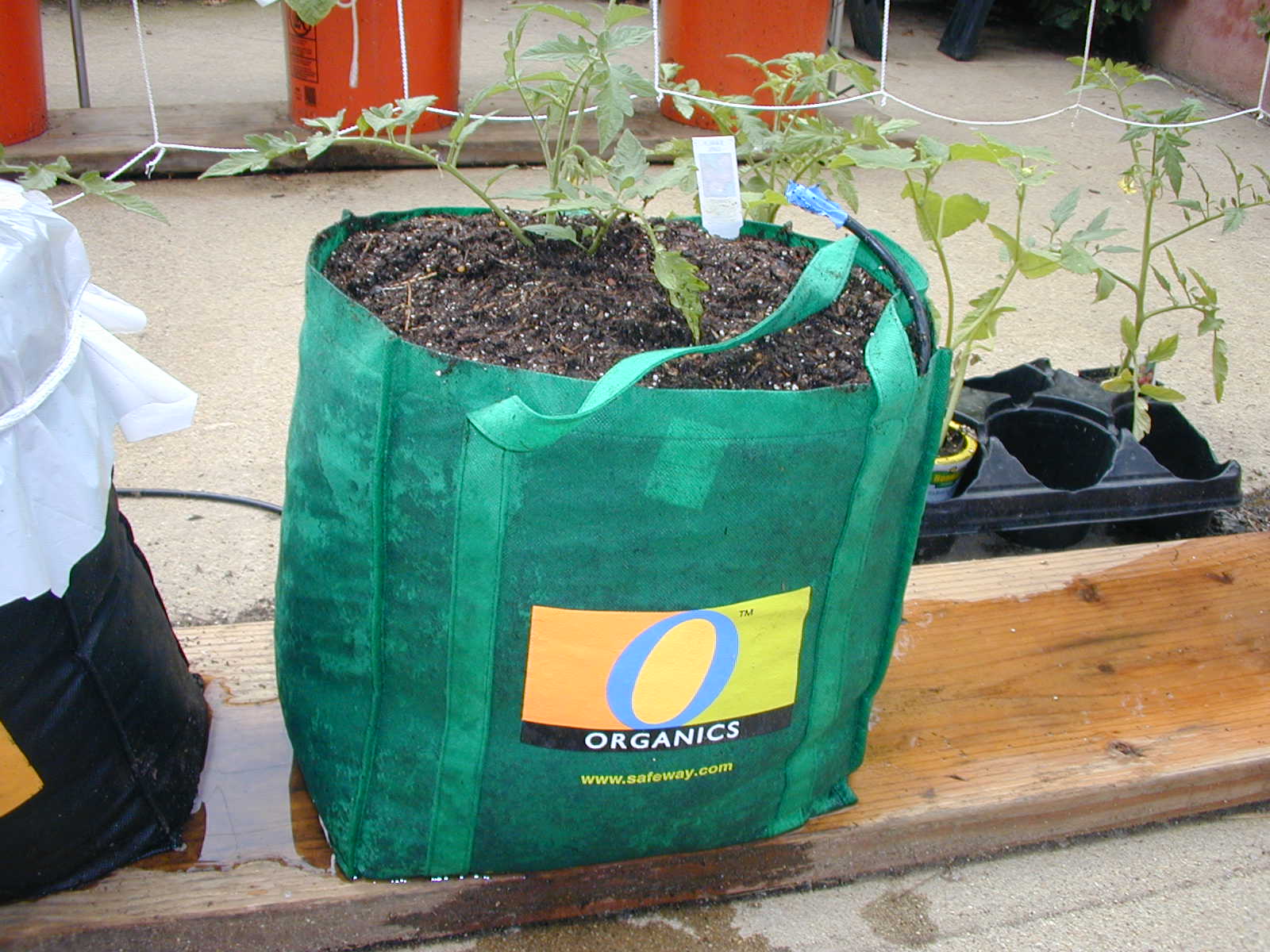 Global Buckets Grow Bags