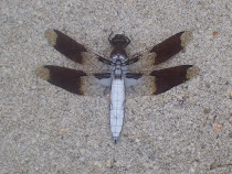 Perry T Dragonfly