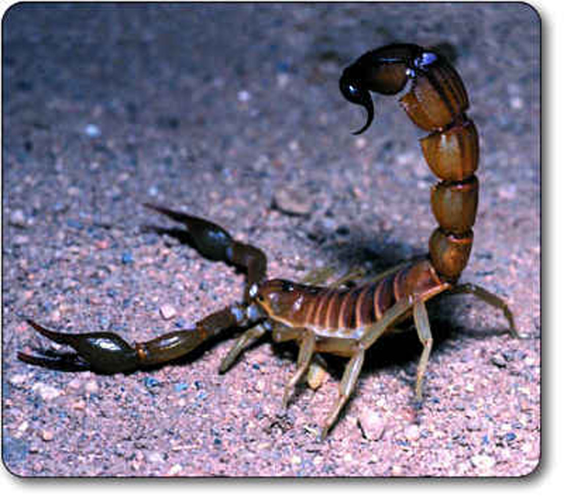 Scorpion Animal