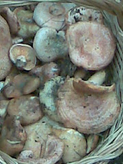 Bolets de tardor