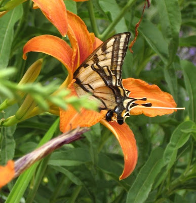 Butterfly, Canyon Road Gallery