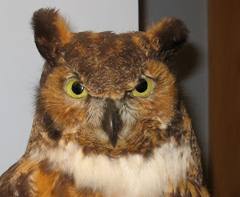 Anselm the Owl of Wisdom