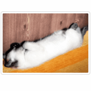 [1.gif]