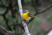 Yellow-breasted Chat