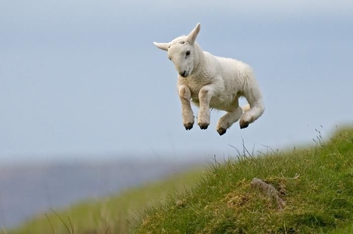 Lambs Leaping