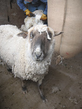 Sheep