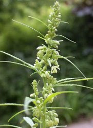 vette plantenoliën en maceraten: Hennep olie