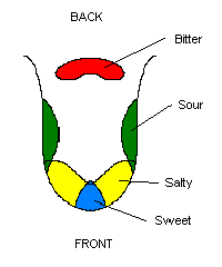 浚言浚語: 五月 2010 taste bud diagram printable 