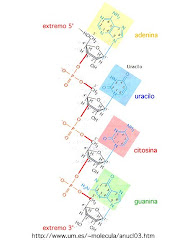 Estructura ARN