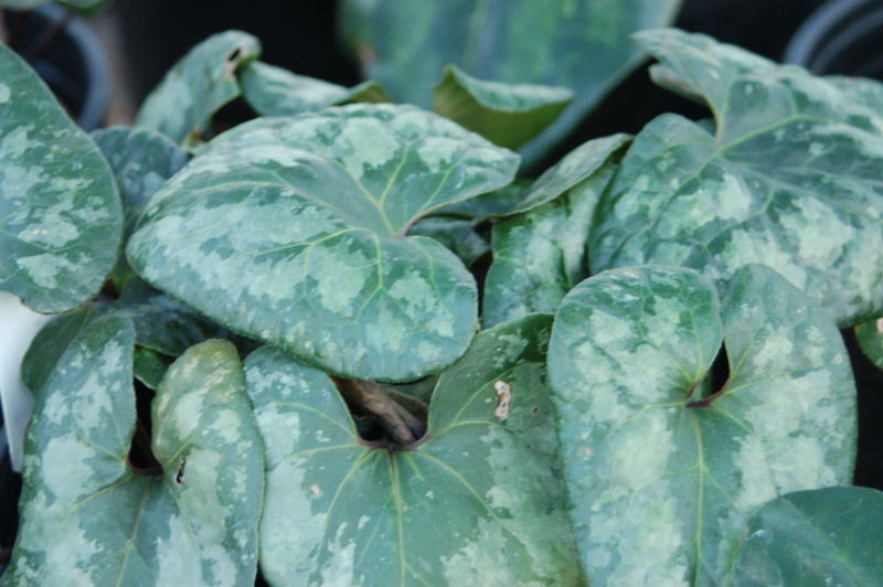 download encyclopedia