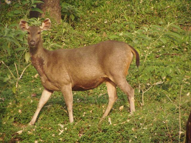 TAHR ( MILAH )