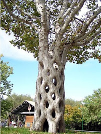 árbol original