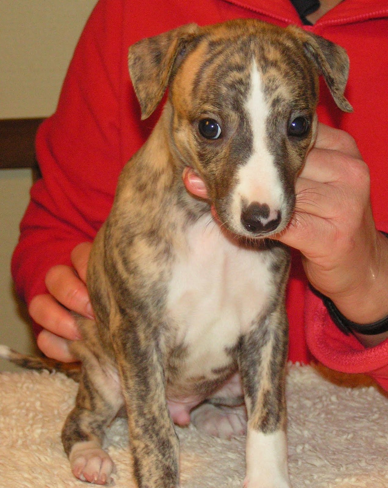 [ladykiller+2+blog+-+5,5+w.JPG]