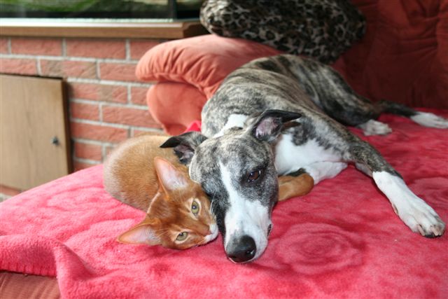 [fee+große+liebe.JPG]