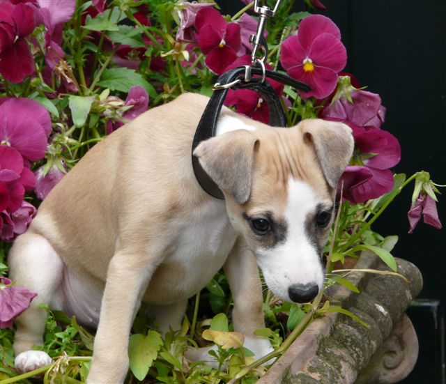 [mit+blumen+-+oben.JPG]