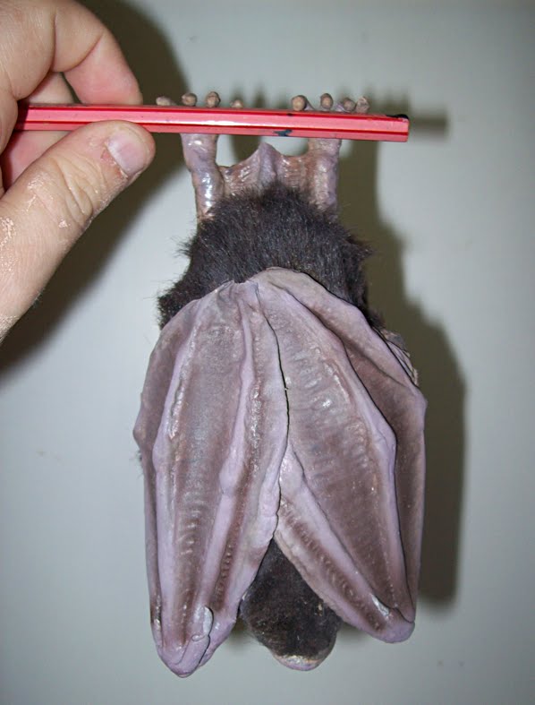 fake bats