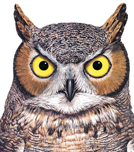 Get Owls In The Family Novel Study Gif