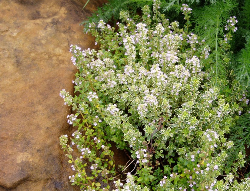 Image Result For Home And Garden Housea Image Result For Home And Garden Housea